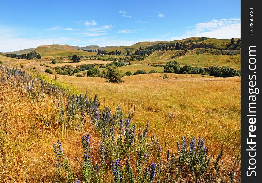 Summertime in the limestone Weka Pass valley near Waikari in North Canterbury, New Zealand. In the foreground are blue and purple wild lupins. Summertime in the limestone Weka Pass valley near Waikari in North Canterbury, New Zealand. In the foreground are blue and purple wild lupins.