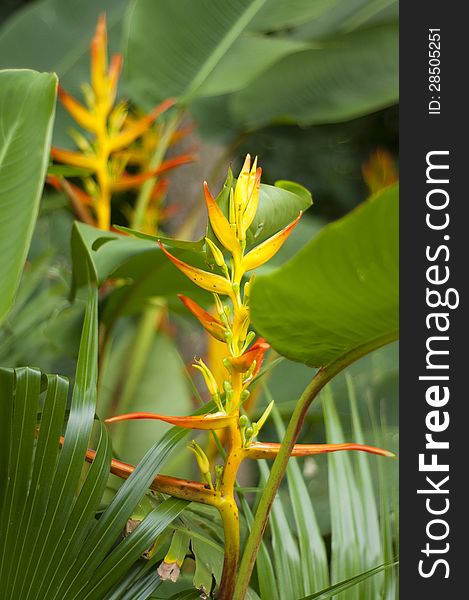 Two Heliconias looking like mirror image of each other. Two Heliconias looking like mirror image of each other