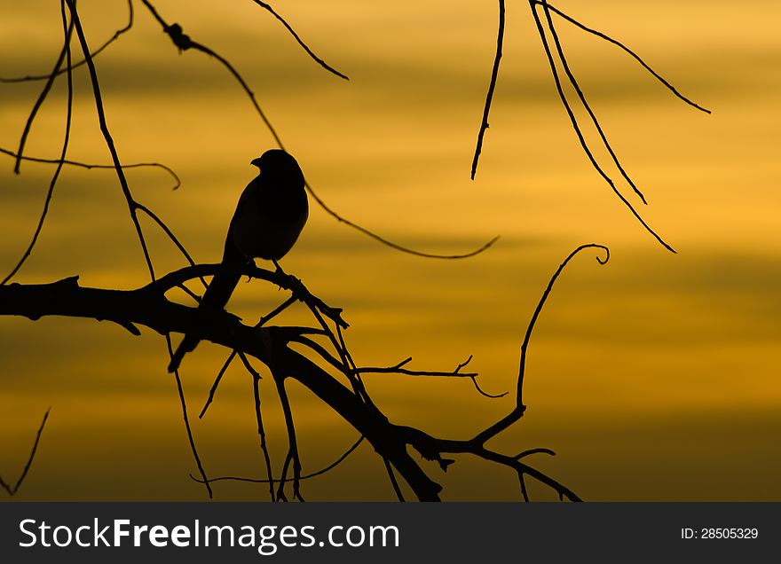 A Magpie Silhouetted against a sunset. A Magpie Silhouetted against a sunset