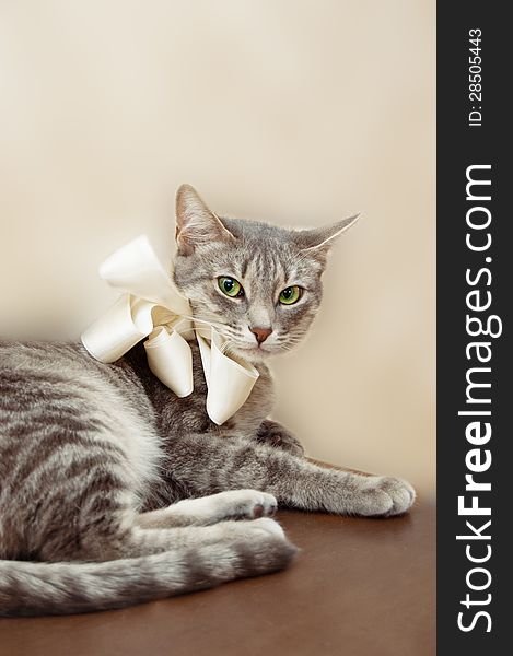 Relaxed smoky cat with white bow sitting. Relaxed smoky cat with white bow sitting