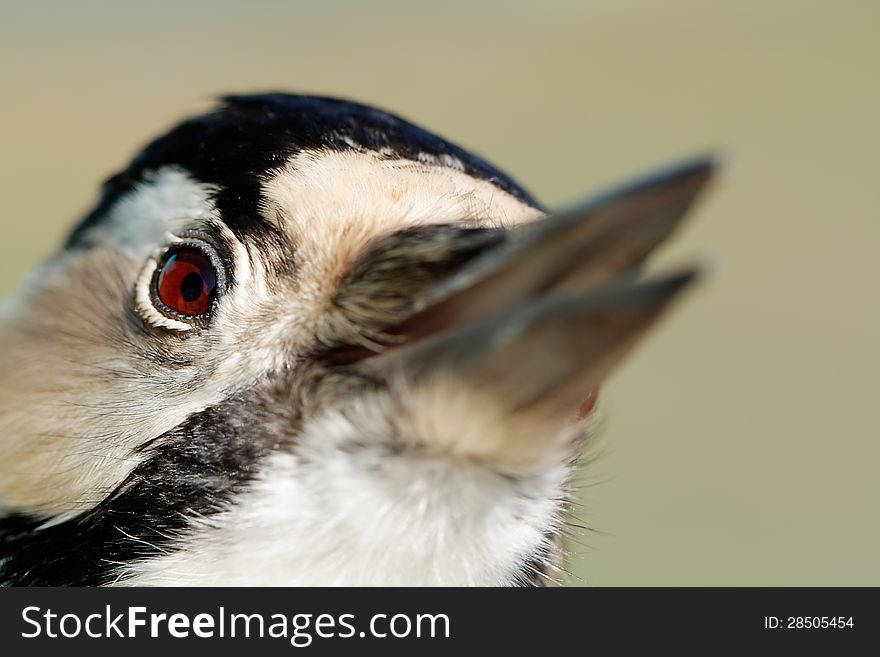 Portrait of White-backed Woodpecker (Dendrocopos leucotos).