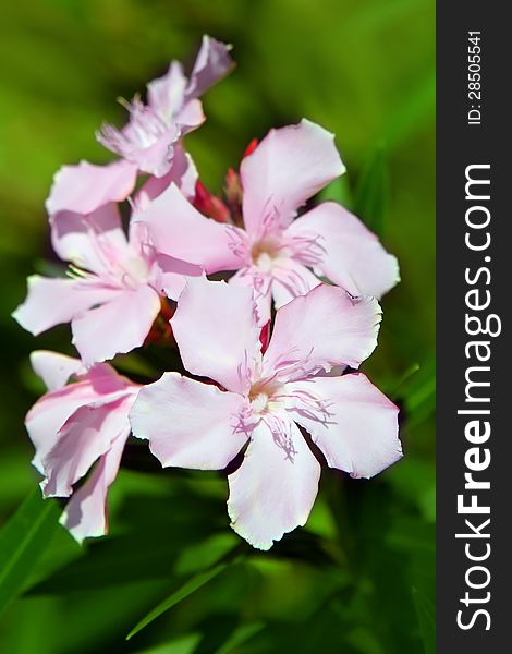 Nerium Oleander Flowers