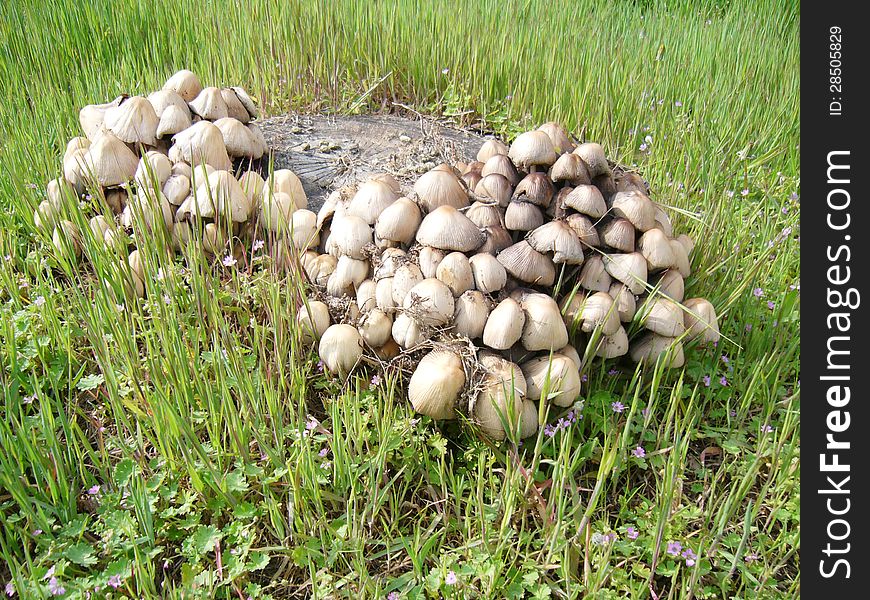 Group of mushrooms growing on stump in the glade