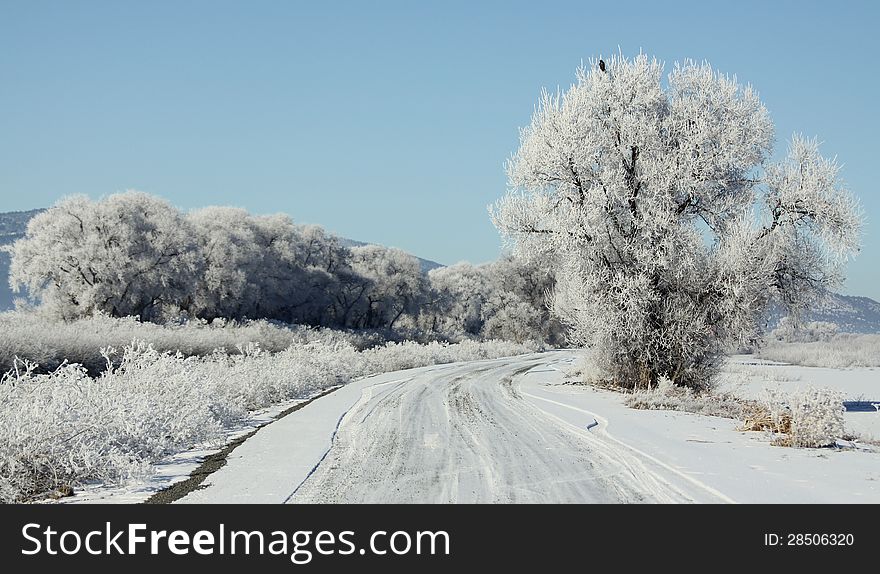 Frost covers trees in white along a backcountry road at Lower Klamath National Wildlife Refuge along the California and Oregon border. Frost covers trees in white along a backcountry road at Lower Klamath National Wildlife Refuge along the California and Oregon border.