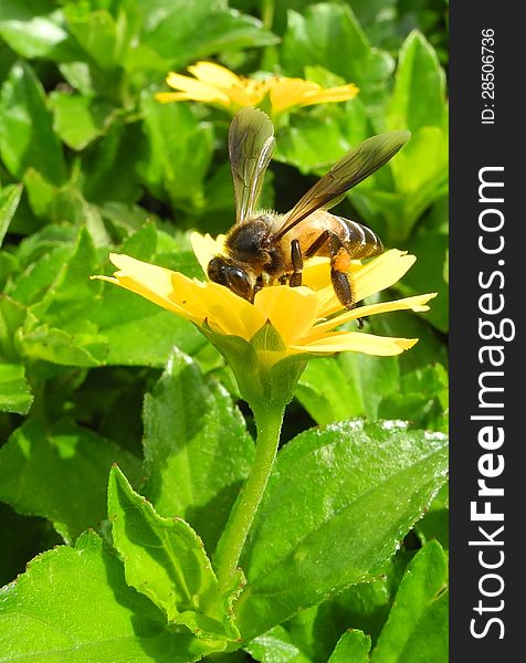 A yellow and black striped bee is visiting a blooming golden-yellow flower. the plant has a long-slender stalk that holds the flower up in the air. basically a bee is fond of visiting and collecting nectar from flowers to flowers. these are the habitual instincts of most bees. A yellow and black striped bee is visiting a blooming golden-yellow flower. the plant has a long-slender stalk that holds the flower up in the air. basically a bee is fond of visiting and collecting nectar from flowers to flowers. these are the habitual instincts of most bees.