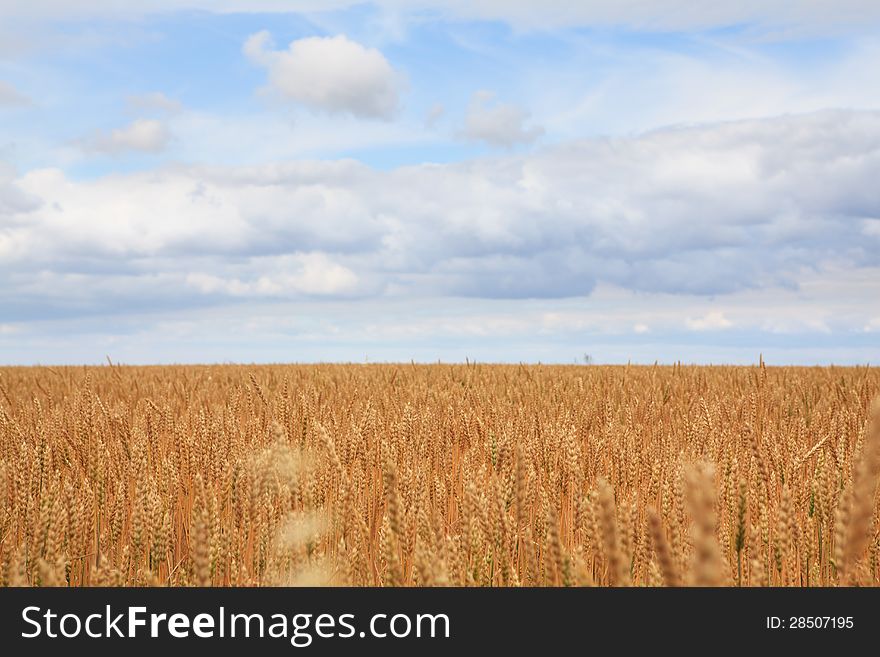 Field Of Ripe Wheat.