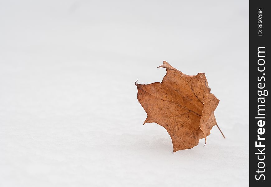 Winter background with dead leaf on snow