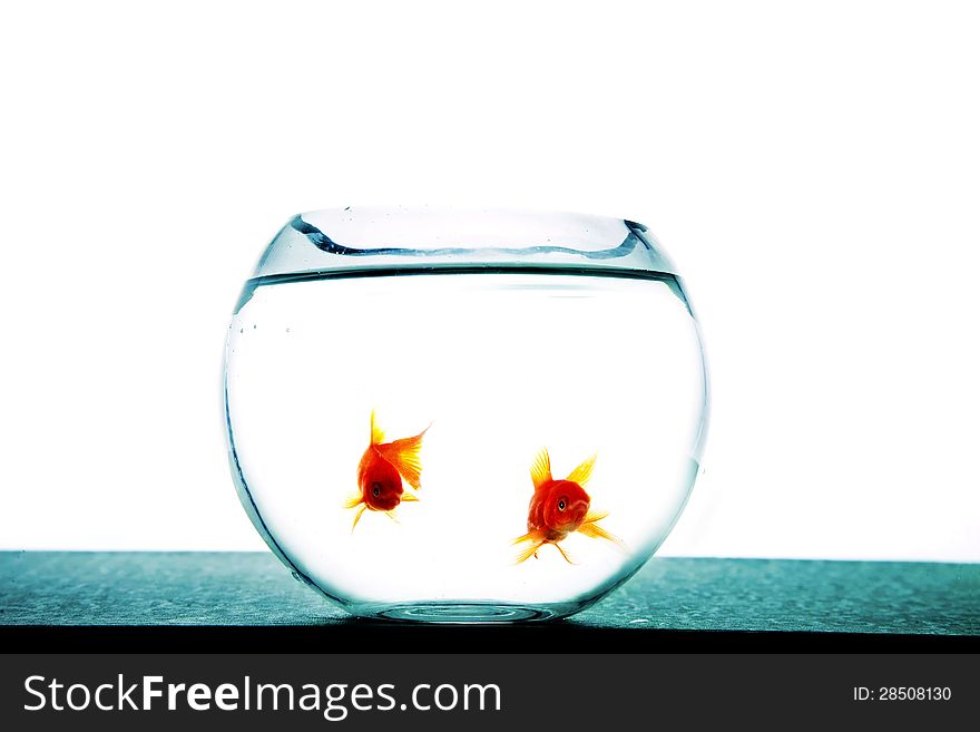 Fishes in tank