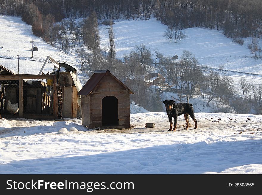 Black dog rottweiler near his house in the snow. Black dog rottweiler near his house in the snow