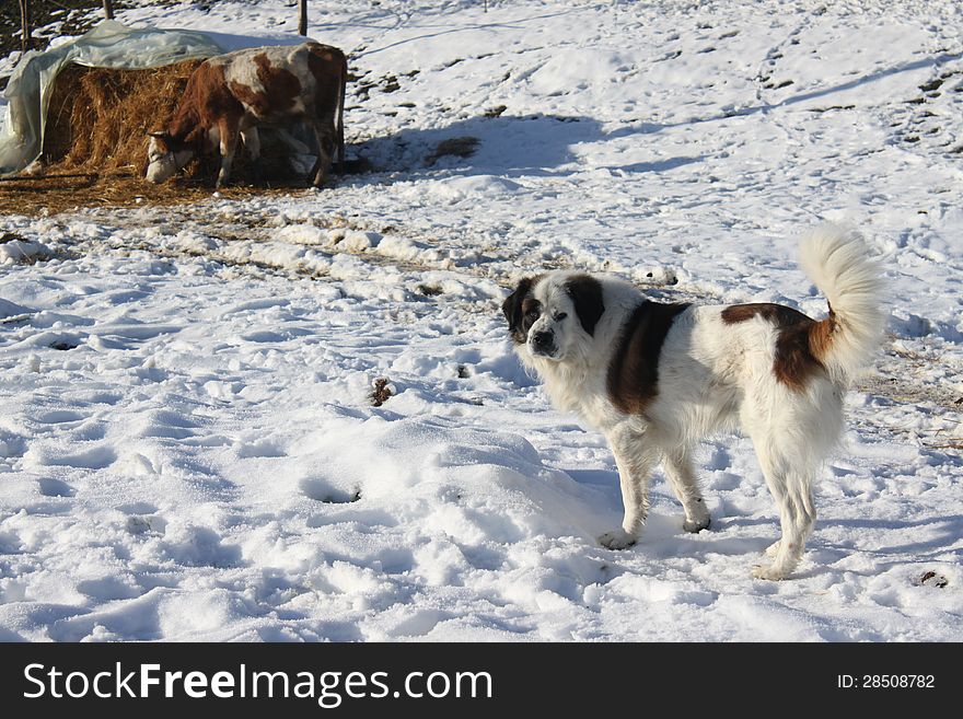Dog looking and cow eating hay in winter and sunlight. Dog looking and cow eating hay in winter and sunlight