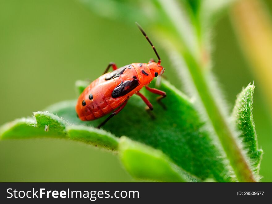 Ladybug on green leaf, macro
