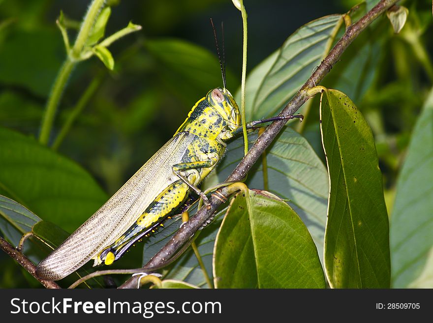 The big grasshopper on the branch