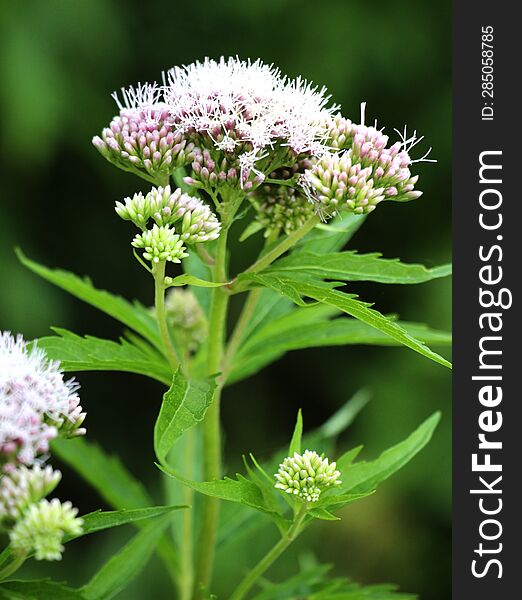 It blooms in the wild hemp agrimony & x28 Eupatorium cannabinum