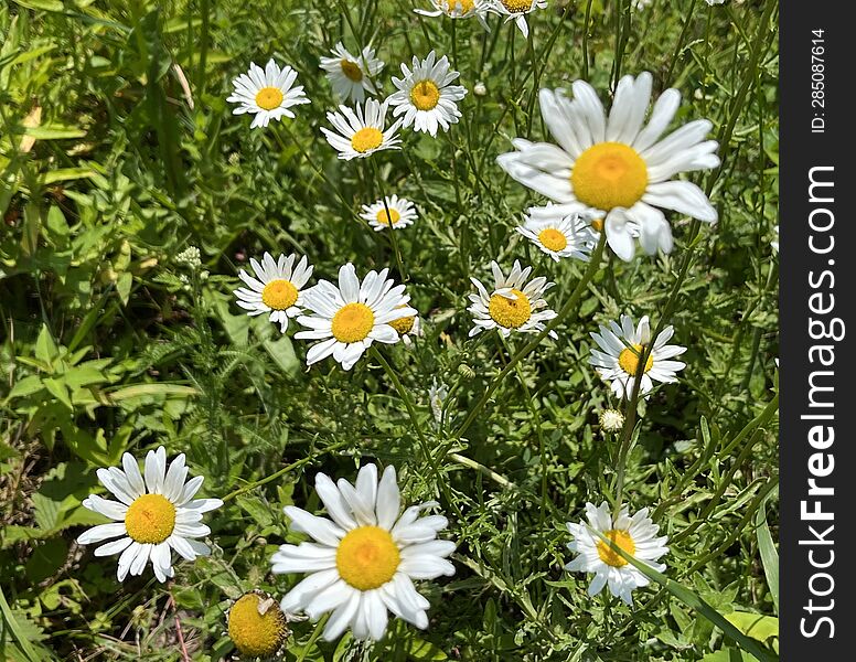 A photo of some daisies