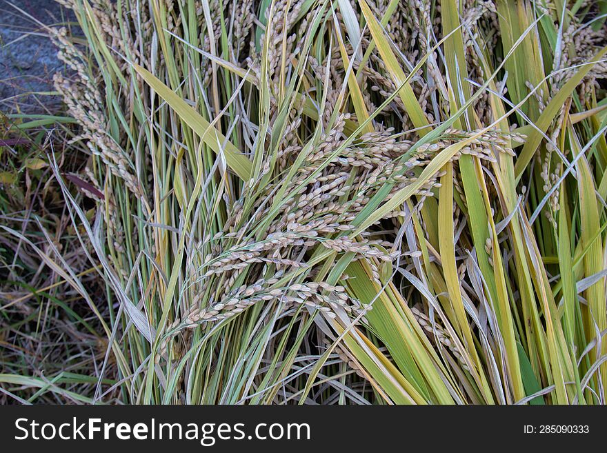 Rice Growing In The Rural Cooperative Of The Republic Of Korea