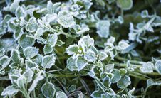 Frosty Leaves Stock Images Frosty Leaves Stock Images