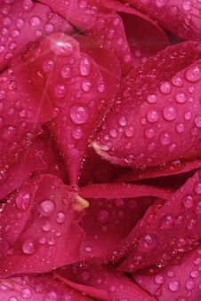 Red Rose Petals With Water Drops Stock Photos Red Rose Petals With Water Drops Stock Photos