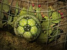 Cactus Soccer Ball Royalty Free Stock Images