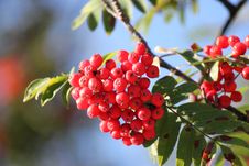 Red Berries And Green Leaves Royalty Free Stock Photo Red Berries And Green Leaves Royalty Free Stock Photo