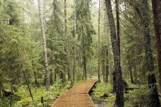Path In The Wood. Stock Photography