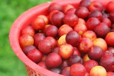Little Red Plums Stock Photos