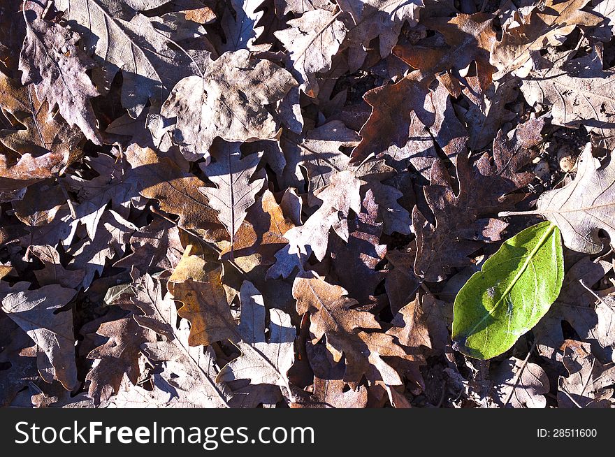 Different autumn leaves on the forest floor