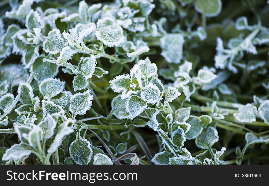 A leaves covered in frost and winterized. A leaves covered in frost and winterized