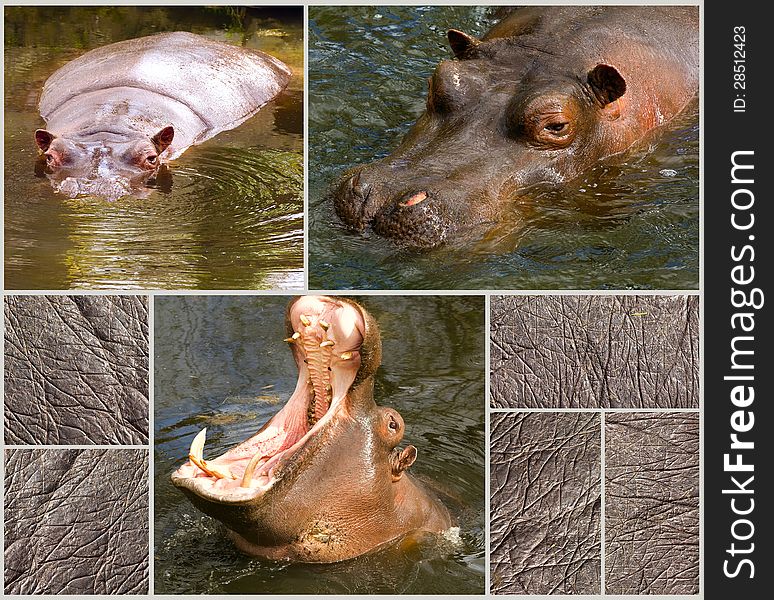Images collection of hippopotamus and their wrinkles skin. Images collection of hippopotamus and their wrinkles skin