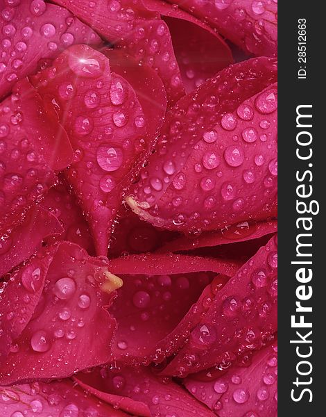 Close up of red rose petals with water drops