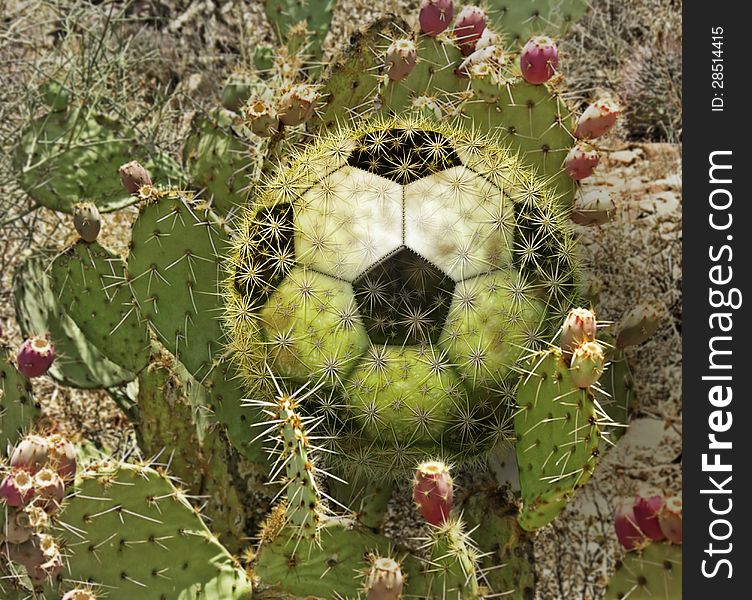 Photo-illustration of a cactus soccerball and a desert landscape. Photo-illustration of a cactus soccerball and a desert landscape.