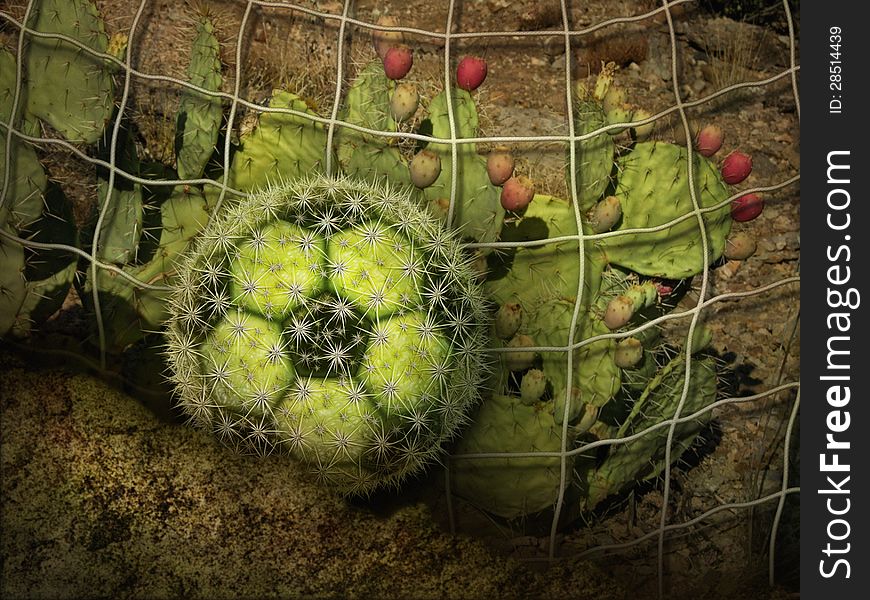 Photo-illustration of a cactus soccerball and a desert landscape. Photo-illustration of a cactus soccerball and a desert landscape.