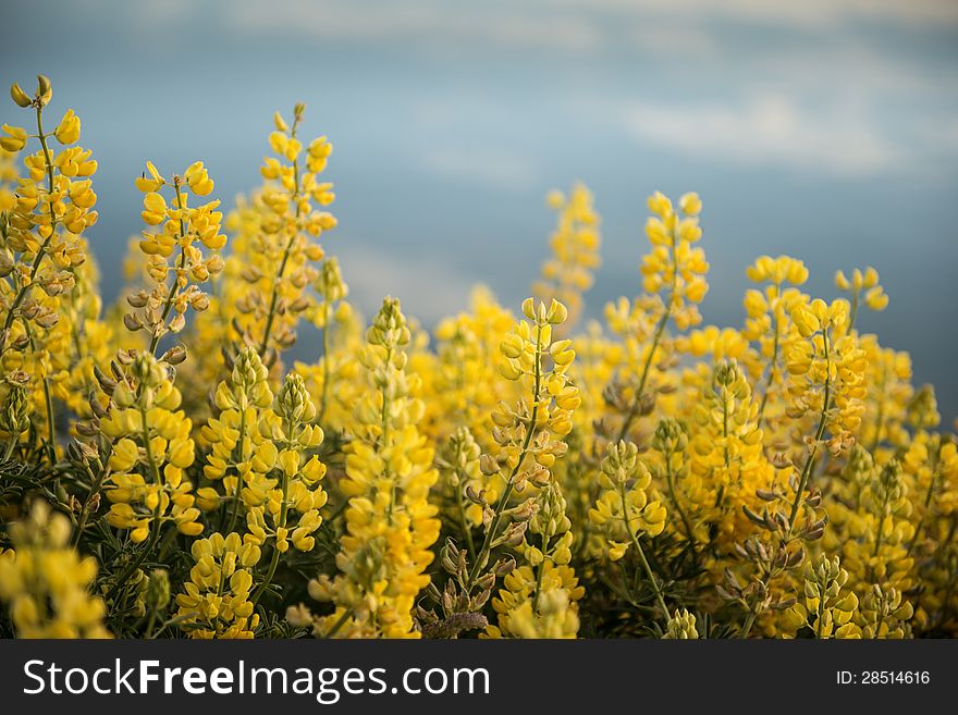 Yellow Flowers At Waikawa Habour. Sea In Southern Coast South Island Newzealnd