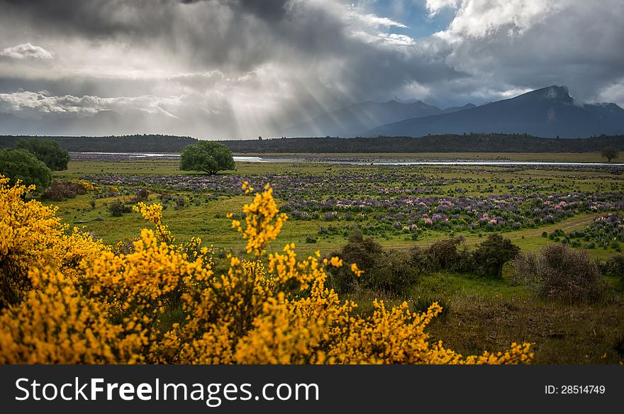 Lupins Field In New Zealand.