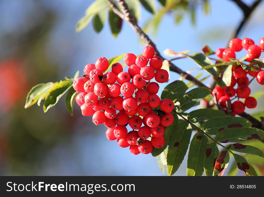 Red berries and green leaves on a blue background