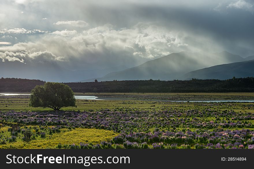 Lupins Field In New Zealand.