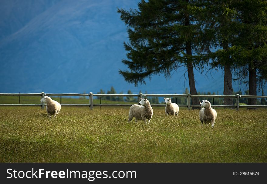 Sheep In New Zealand.