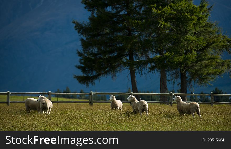 Sheep in New Zealand.