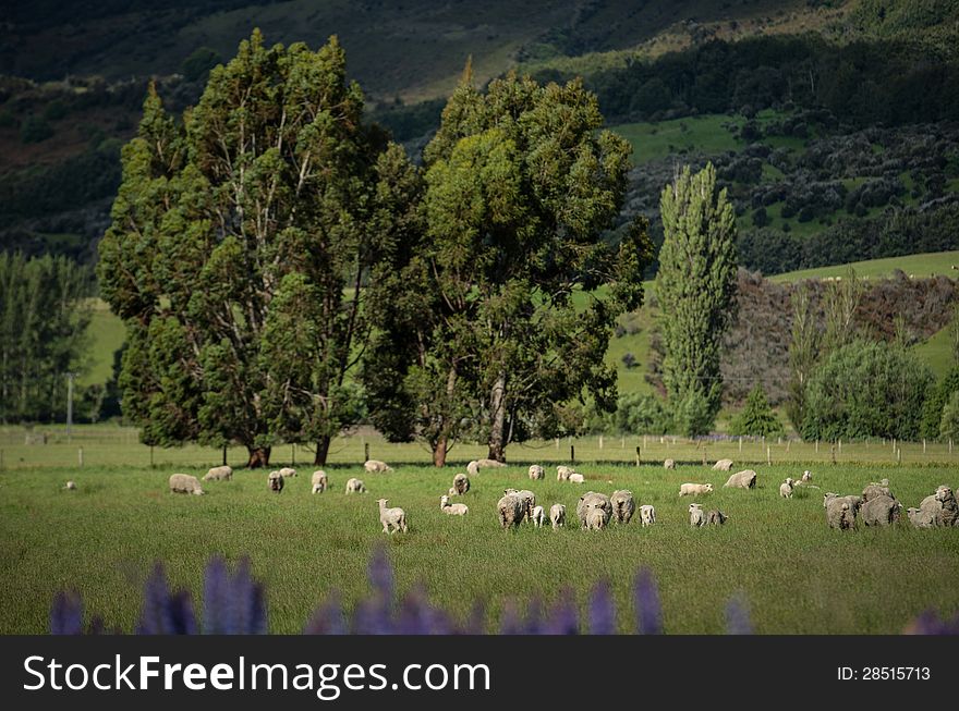 Sheep In New Zealand.