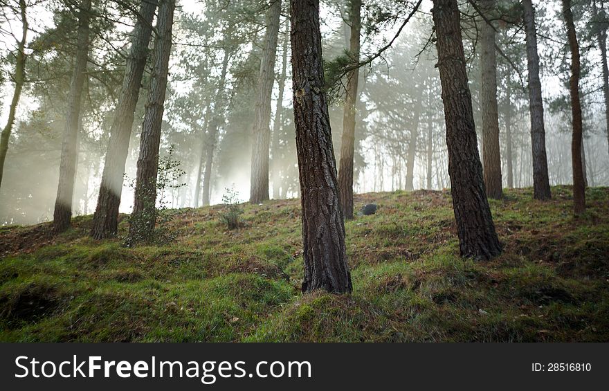 Pine forest with mist and rays of light. Pine forest with mist and rays of light