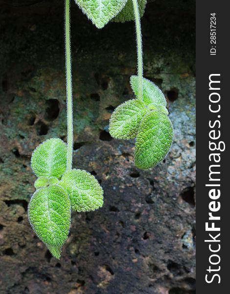 Episcia or Flame violet (Episcia cupreata (Hook.) Hanst) flower and leaves in garden