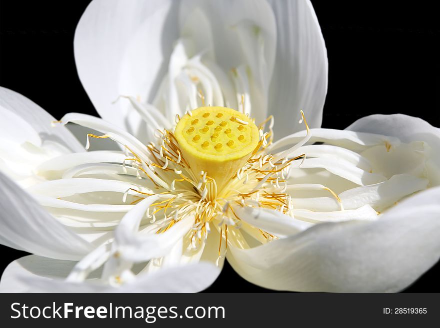 Close up of Lotus  Nelumbo nucifera  on black background