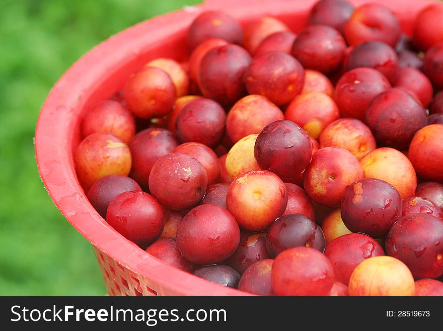 Plums in a bowl on the garden. Plums in a bowl on the garden