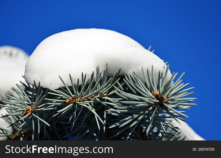 Snow on the branches of the spruce. Snow on the branches of the spruce