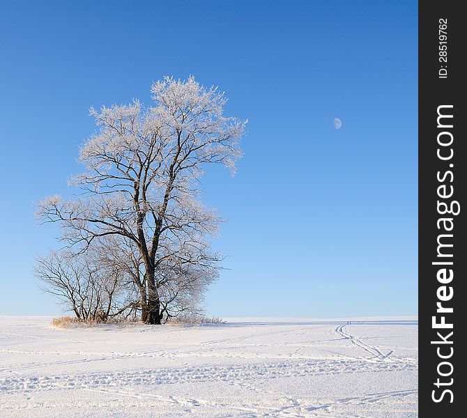Alone frozen tree in snowy field. Alone frozen tree in snowy field