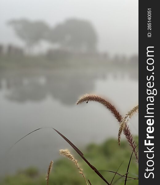 Grass Flowers Growing By The Riverside Are Both Beautiful And Symbolic Of Simplicity And Tranquility In Nature. They Possess A Del