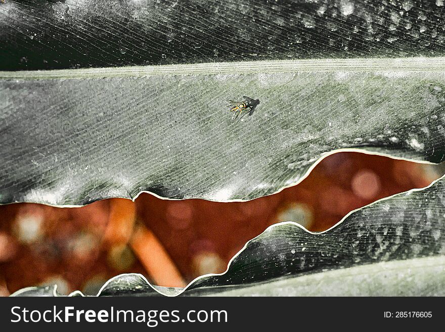 a lovely abstract leaf photo with a little insect on top of it.