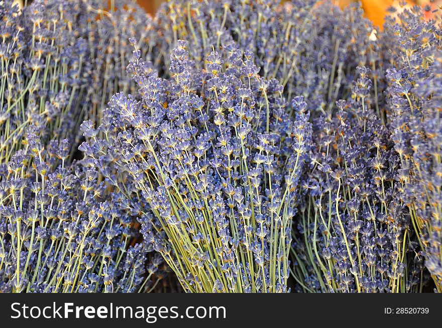 Close look at a small field of lavender. Close look at a small field of lavender