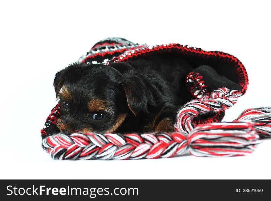 Little yorkshire terrier puppy inside a cap looking at camera on white background