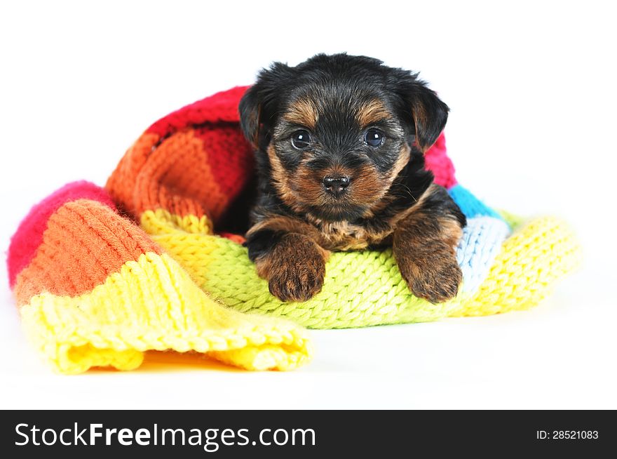 Lovely little yorkshire terrier puppy inside scarf. Lovely little yorkshire terrier puppy inside scarf