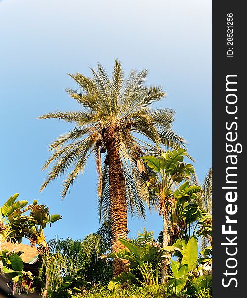 Date palm thickets of banana photographed against a blue sky